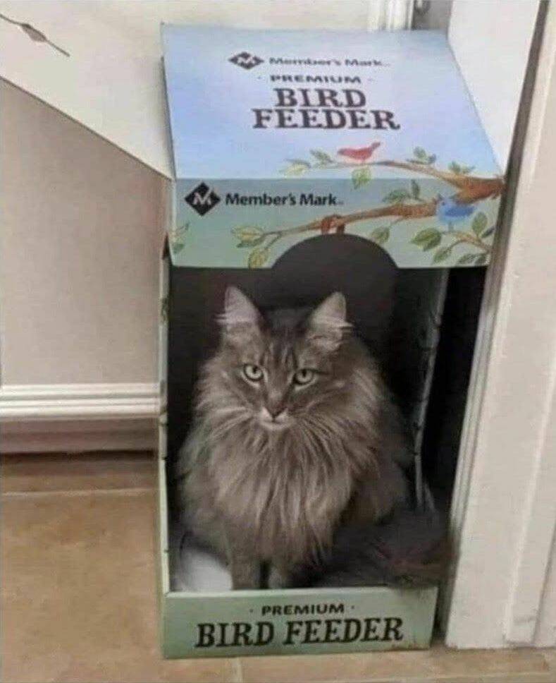 Yeah… birds will be happy.