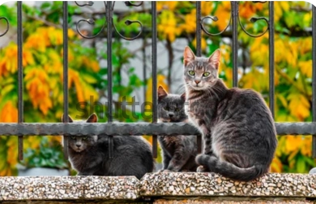 Cat or Cats