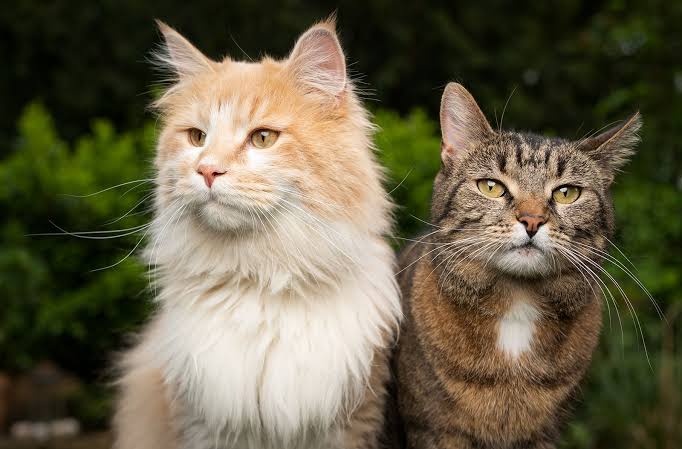 The Great Cardboard Box Showdown: A Funny Tale of Two Cats